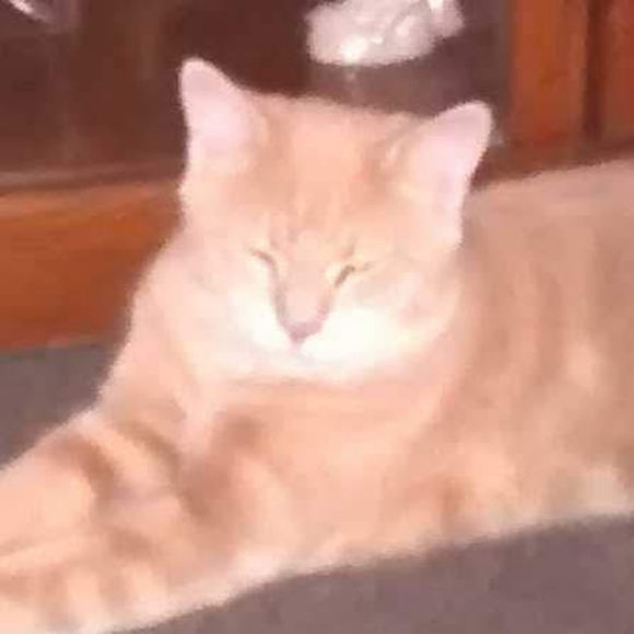 Meet your Posher, Joanie! - Picture 4 of 16